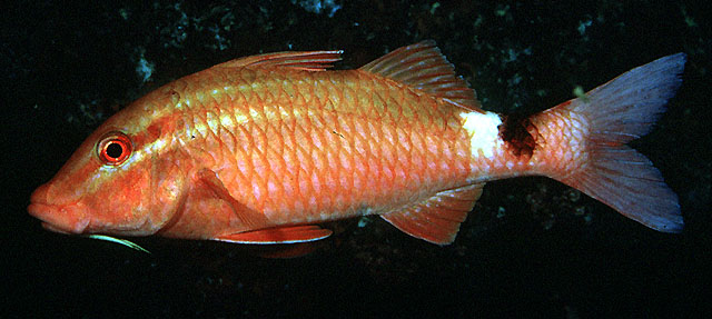 Parupeneus ciliatus