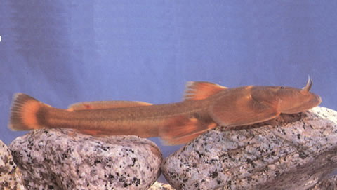 Creteuchiloglanis kamengensis