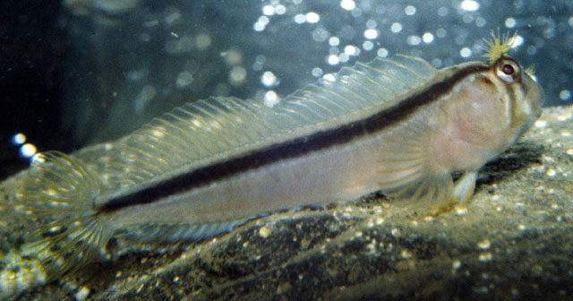 Parablennius laticlavius