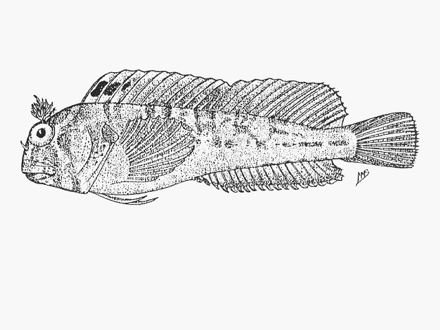 Parablennius lodosus