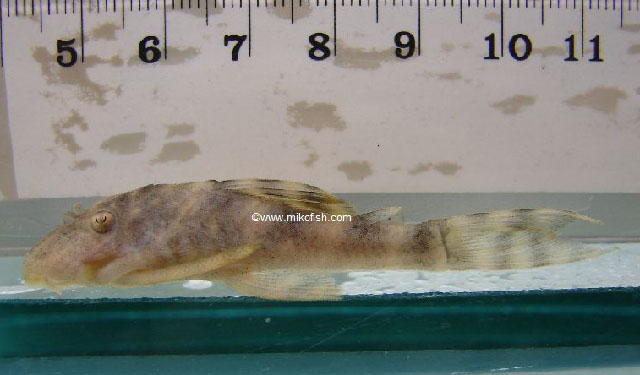 Panaqolus maccus
