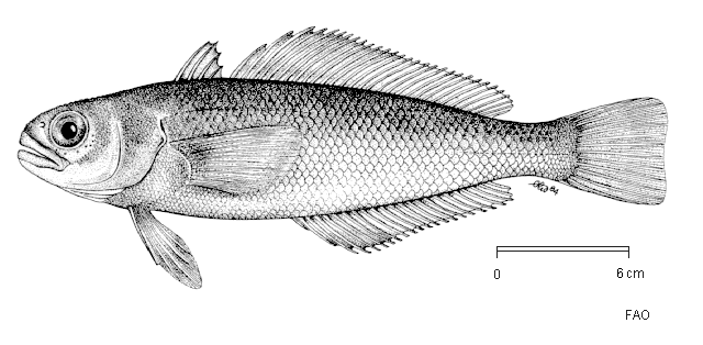 Paranotothenia magellanica