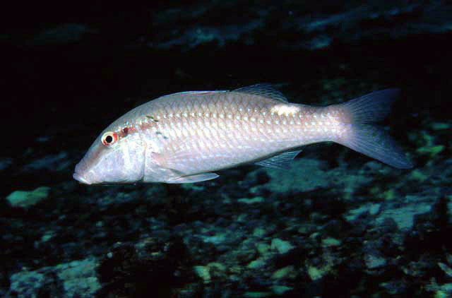 Parupeneus margaritatus