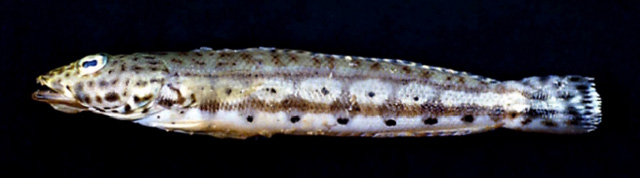 Parapercis maramara