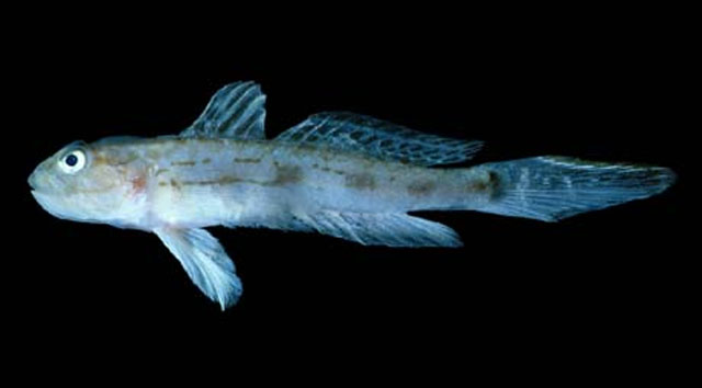 Parrella maxillaris