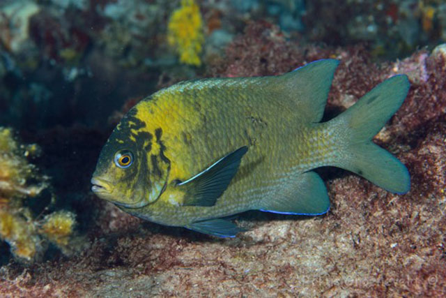 Parma mccullochi