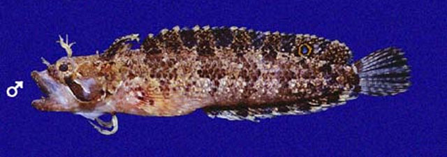 Paraclinus mexicanus