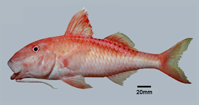 Parupeneus moffitti