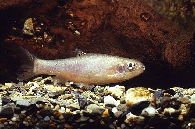Aphyocypris moltrechti
