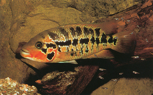Pamot_f0.jpg