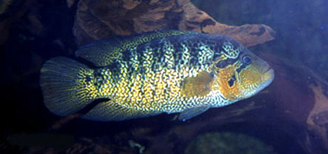 Pamot_m0.jpg