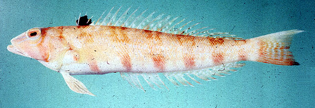 Parapercis nebulosa