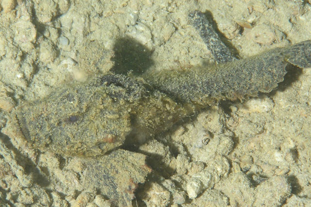 Paraploactis obbesi