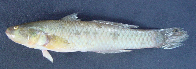 Aulopareia ocellata