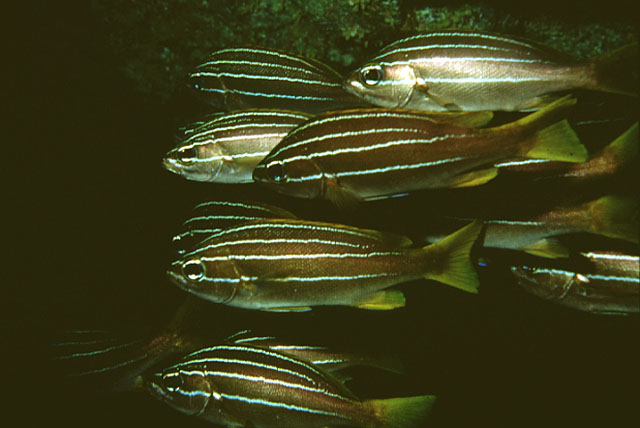 Parapristipoma octolineatum