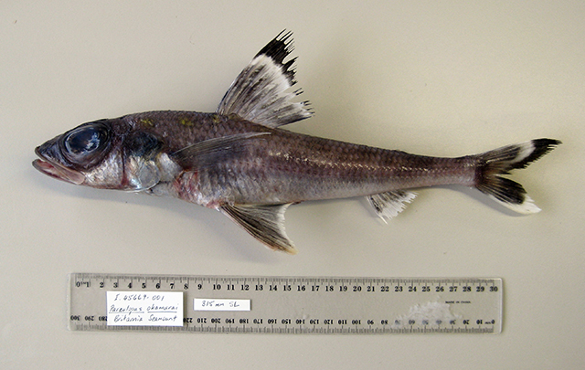 Paraulopus okamurai