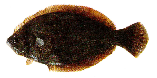 Paralichthys orbignyanus