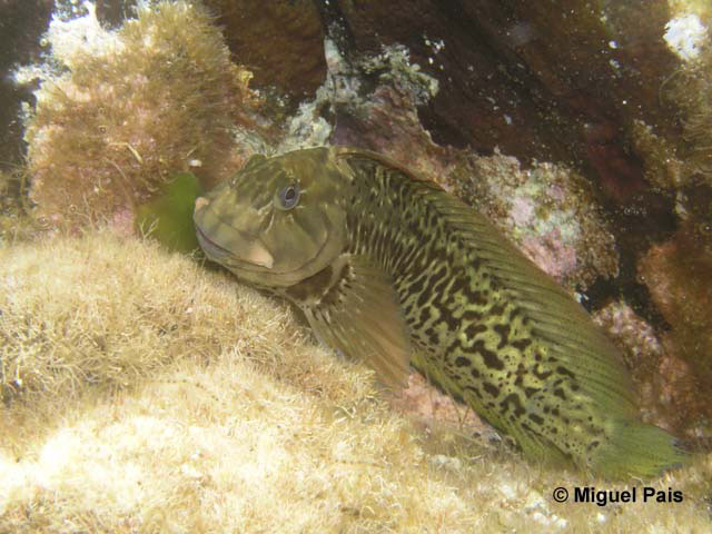 Parablennius parvicornis