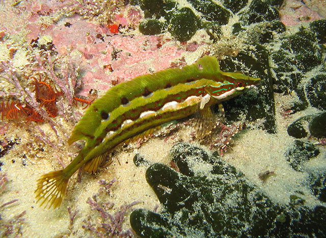 Pavoclinus pavo
