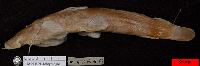 Pareuchiloglanis poilanei