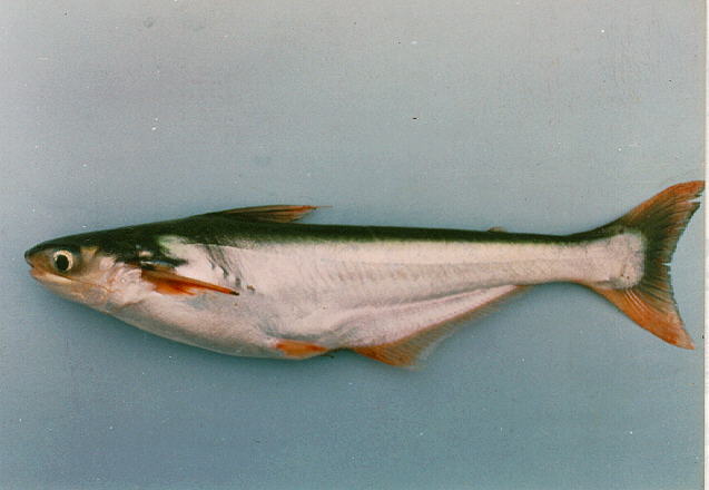 Papol_u0.jpg