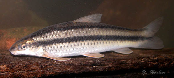 Parodon pongoensis