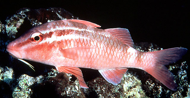 Parupeneus porphyreus