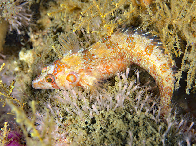 Pavoclinus profundus