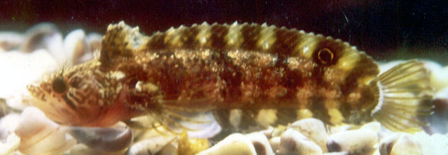 Paraclinus rubicundus