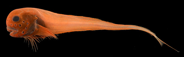 Paraliparis ruficometes