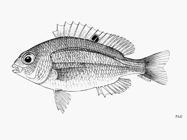 Parascolopsis rufomaculata