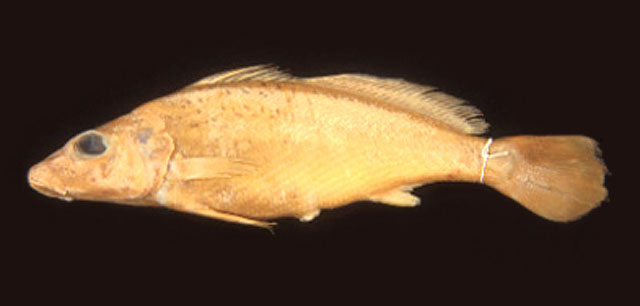 Pachyurus schomburgkii