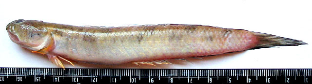Parapocryptes serperaster