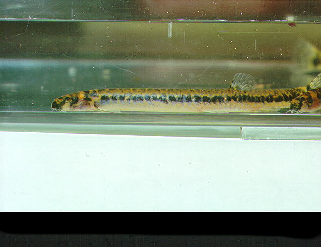 Pangio shelfordii