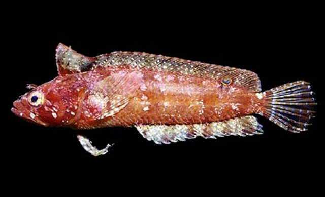 Paraclinus sini