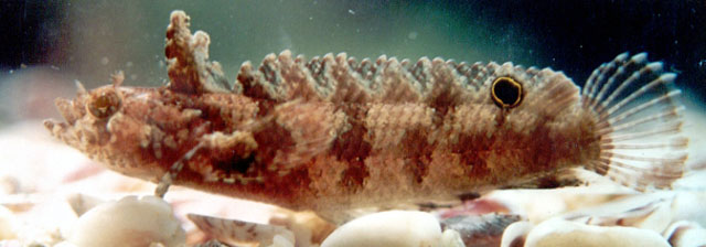 Paraclinus spectator