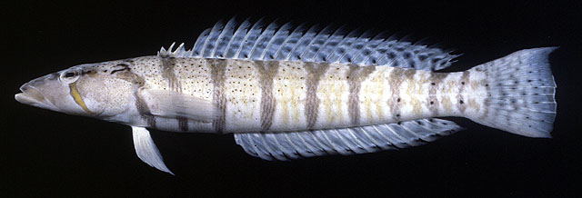 Parapercis lata