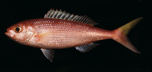 Parapristipomoides squamimaxillaris