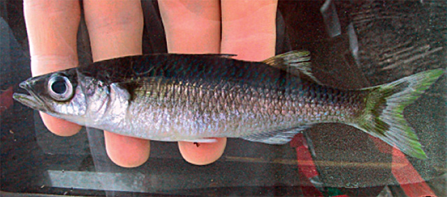 Paratherina striata