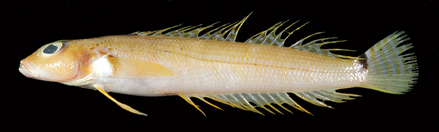 Parapercis okamurai