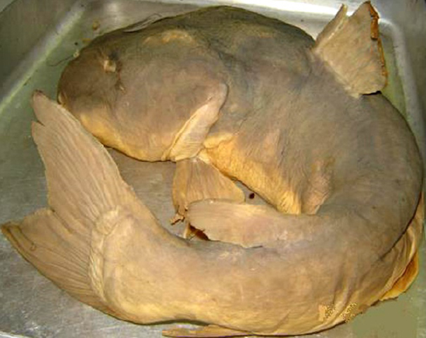 Pardiglanis tarabinii