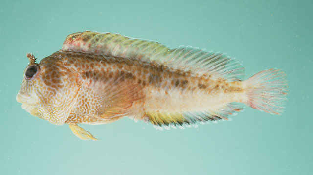 Parablennius thysanius