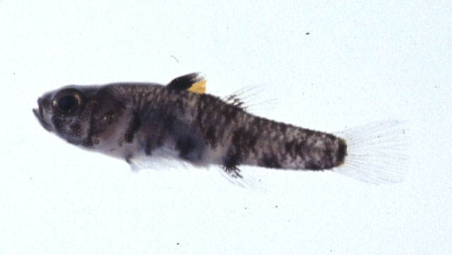 Pandaka trimaculata