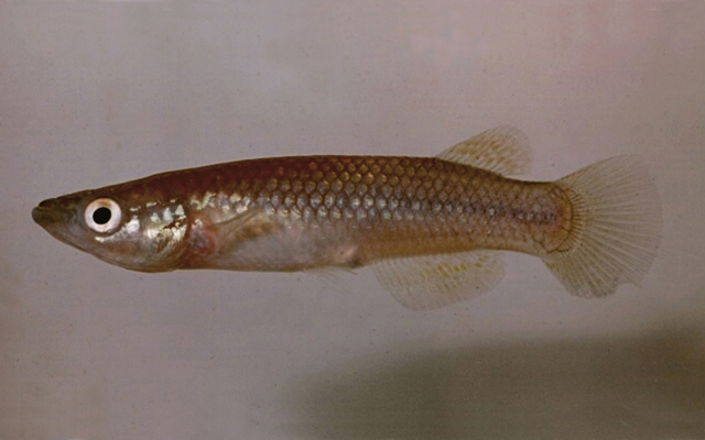 Pachypanchax varatraza