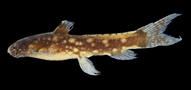 Parakysis verrucosus