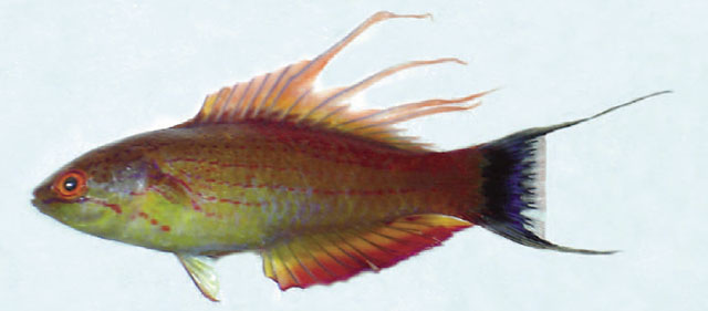 Paracheilinus walton