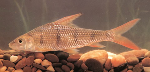 Parator zonatus