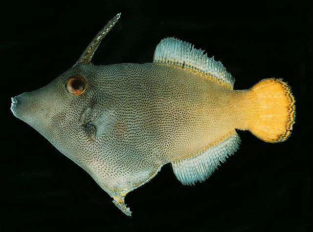 Pervagor aspricaudus