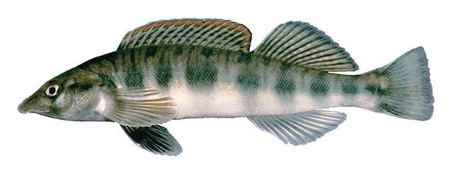 Percina burtoni
