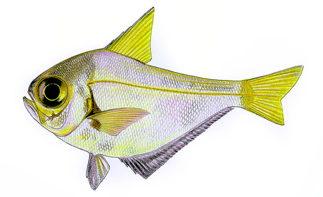 Pempheris compressa
